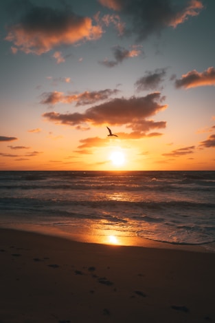 birds flying over the sea during sunset