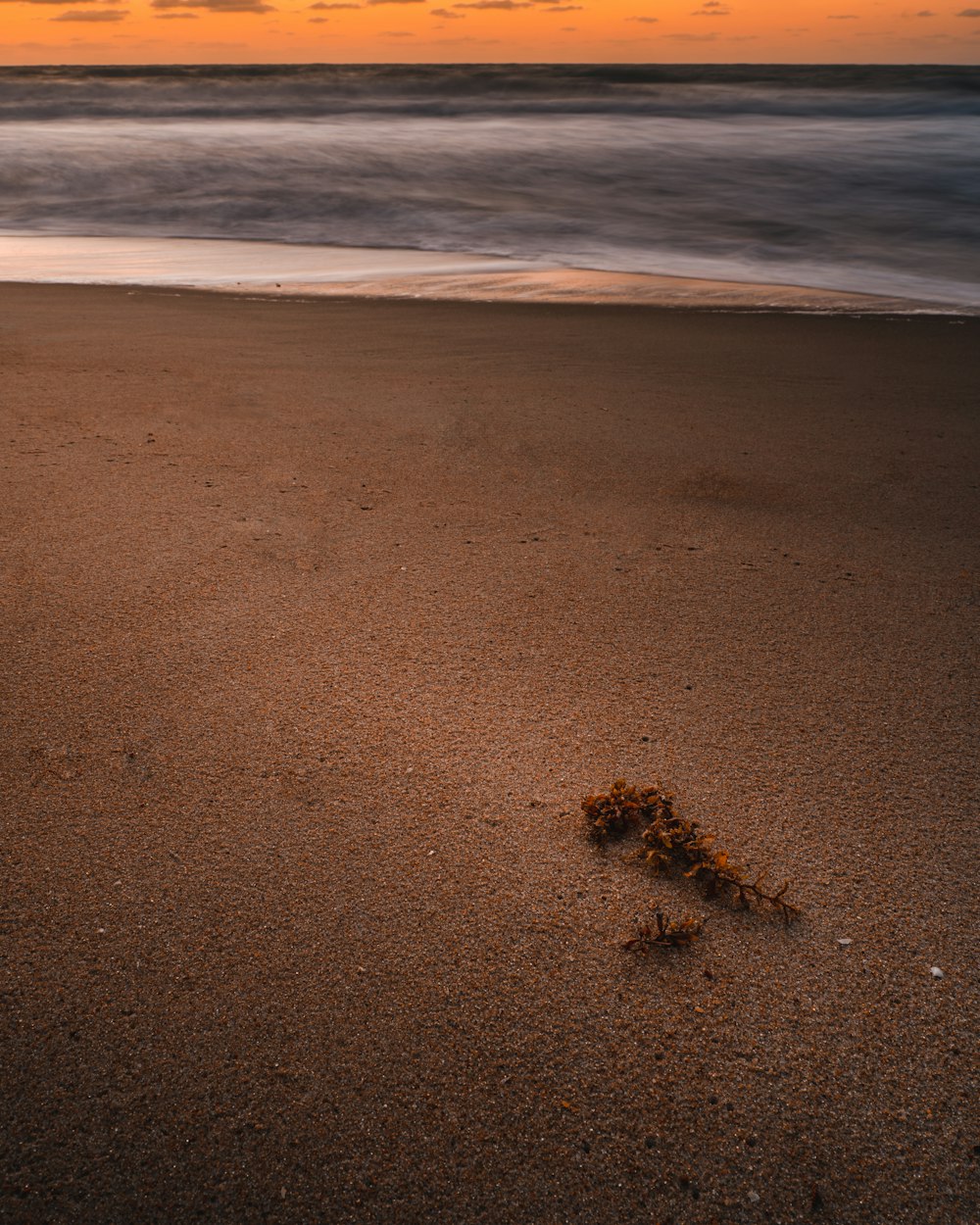 日中の茶色の砂浜