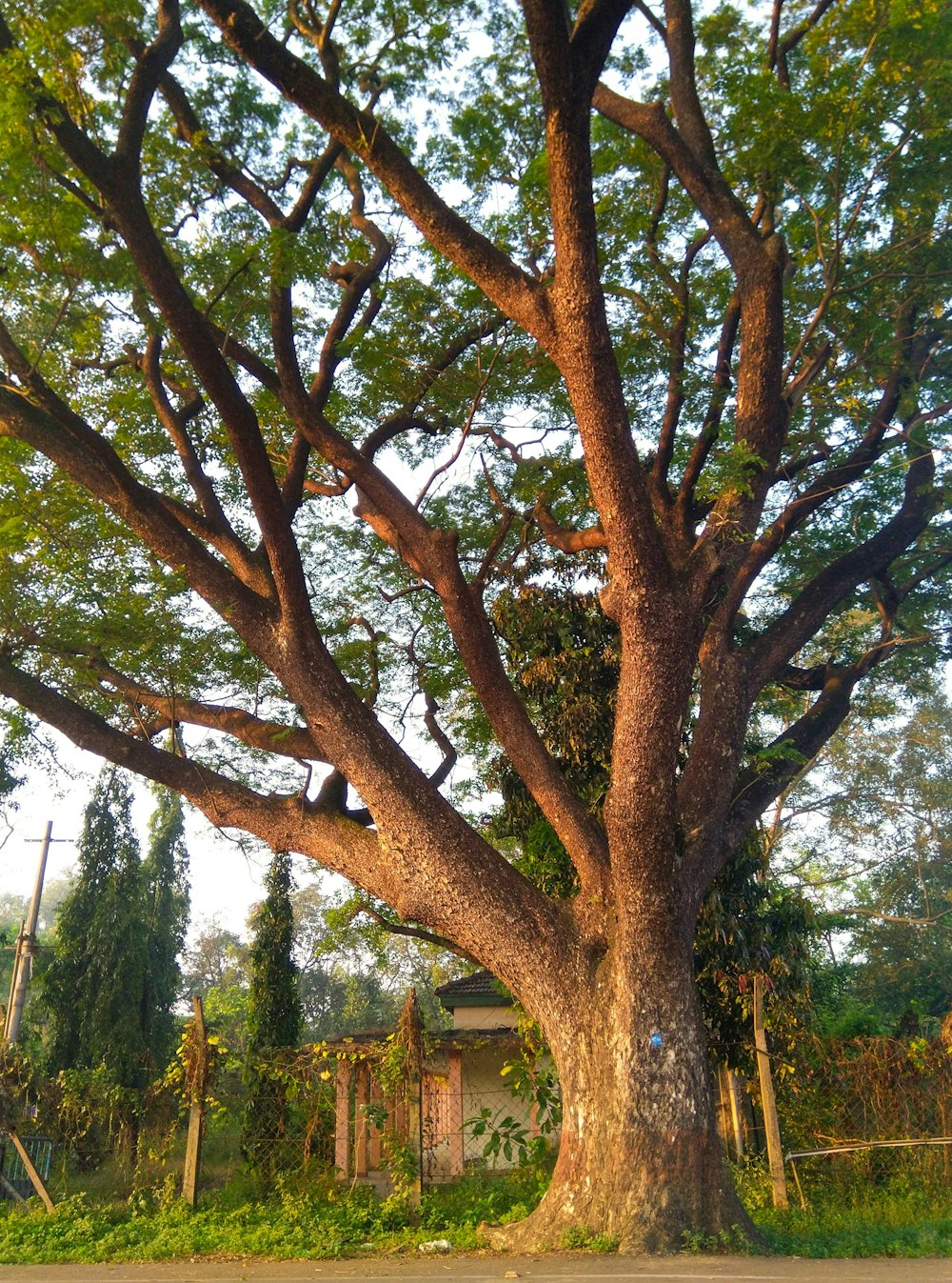 green tree near green grass field during daytime