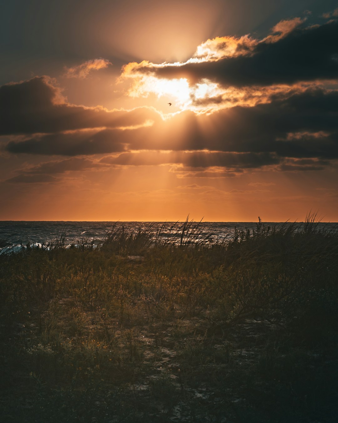 silhouette of grass near body of water during sunset