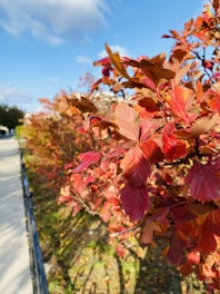 Landscaping crew raking leaves and trimming bushes on a sunny autumn day.