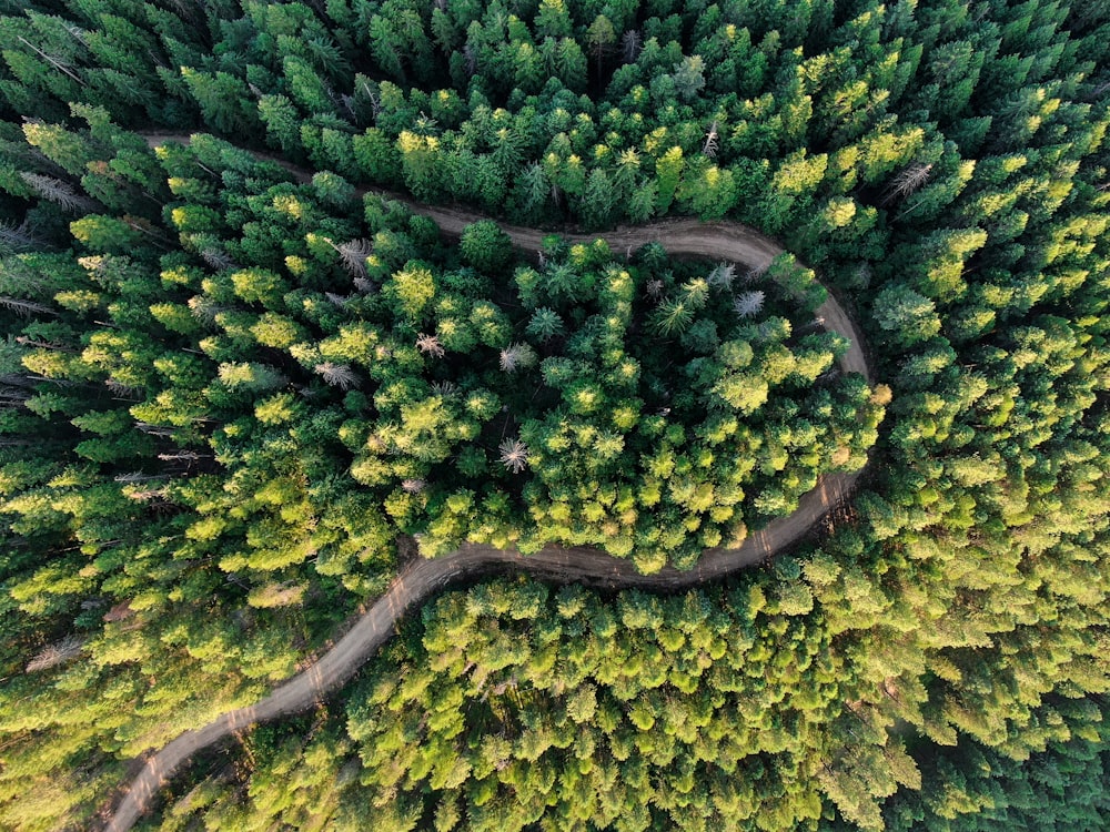 aerial view of green trees