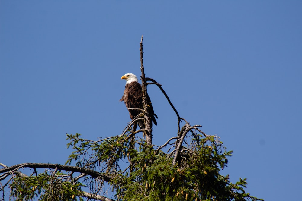 bald eagle on tree branch during daytime