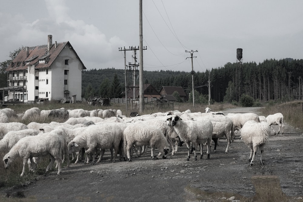 herd of sheep on green grass field during daytime