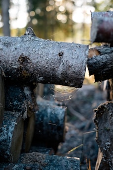 water droplets on brown wood
