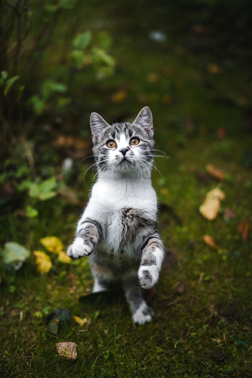 white and black cat on green grass