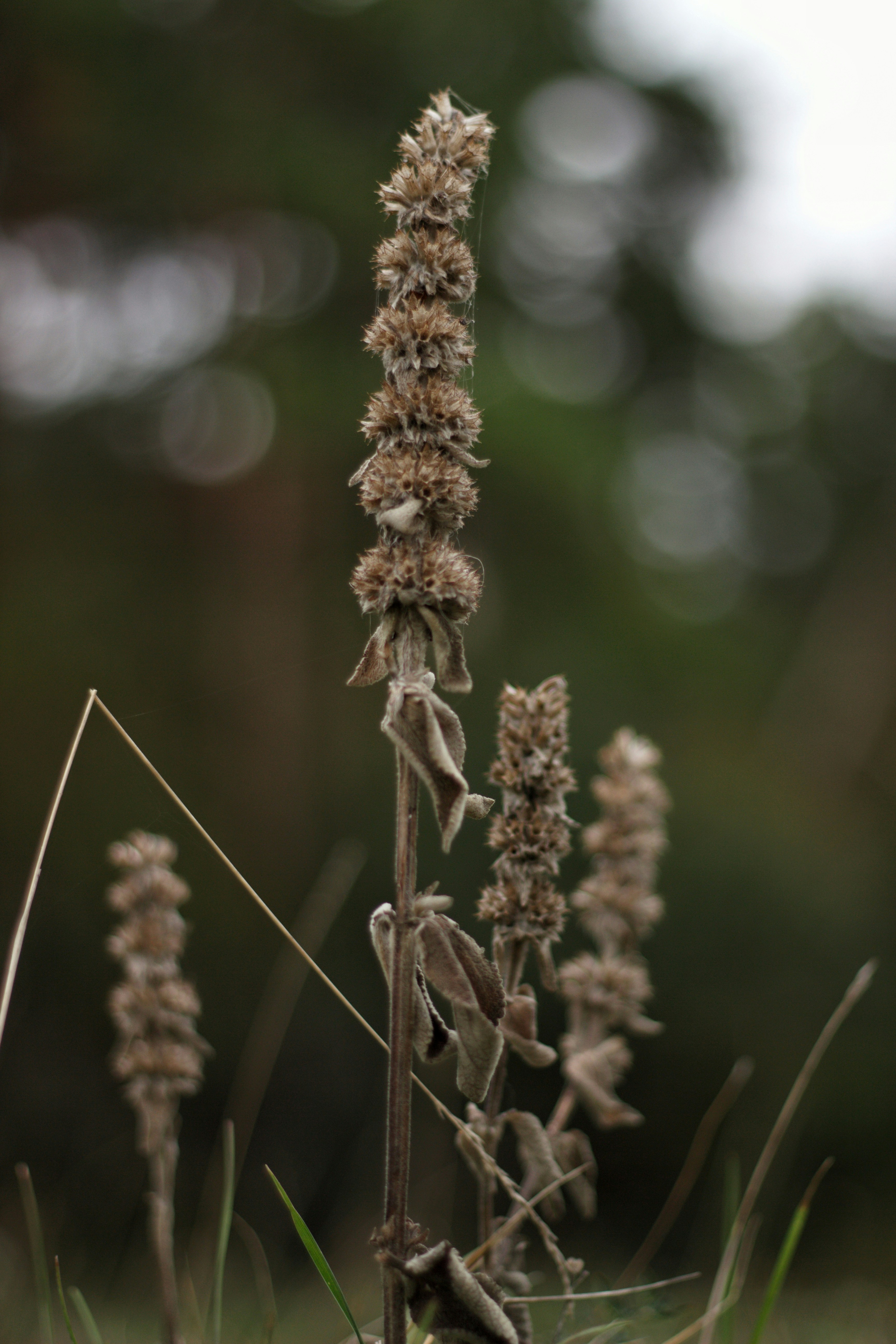 Photo by csanadbechtold