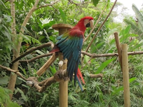 A vibrant macaw perched on a wooden branch surrounded by lush green foliage.
