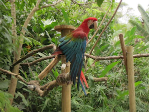 Close-up of a vibrant bird perched on a rustic wooden branch surrounded by greenery