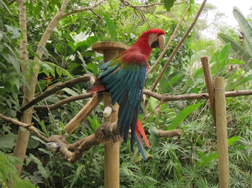 A vibrant macaw perched on a wooden branch surrounded by lush green foliage.