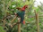 A colorful macaw parrot perched near a vibrant heart-shaped pulse line.
