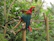 A colorful macaw parrot perched near a vibrant heart-shaped pulse line.