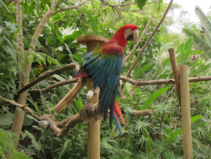 A vibrant macaw perched on a natural branch surrounded by lush greenery.