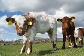 Two calves stand on a grassy field, both tagged with yellow labels on their ears. The calf on the left is mostly white with brown patches, while the calf on the right is mainly brown. A stone wall and rolling hills are visible in the background under a partly cloudy sky.