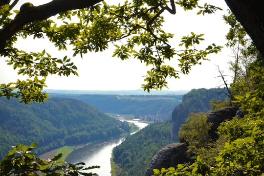 photo of Königstein Valdivian temperate rain forest near Blaues Wunder