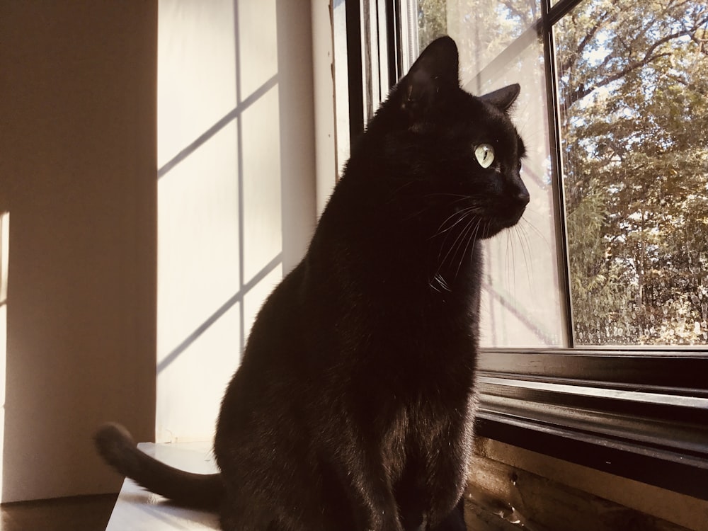 black cat sitting on window