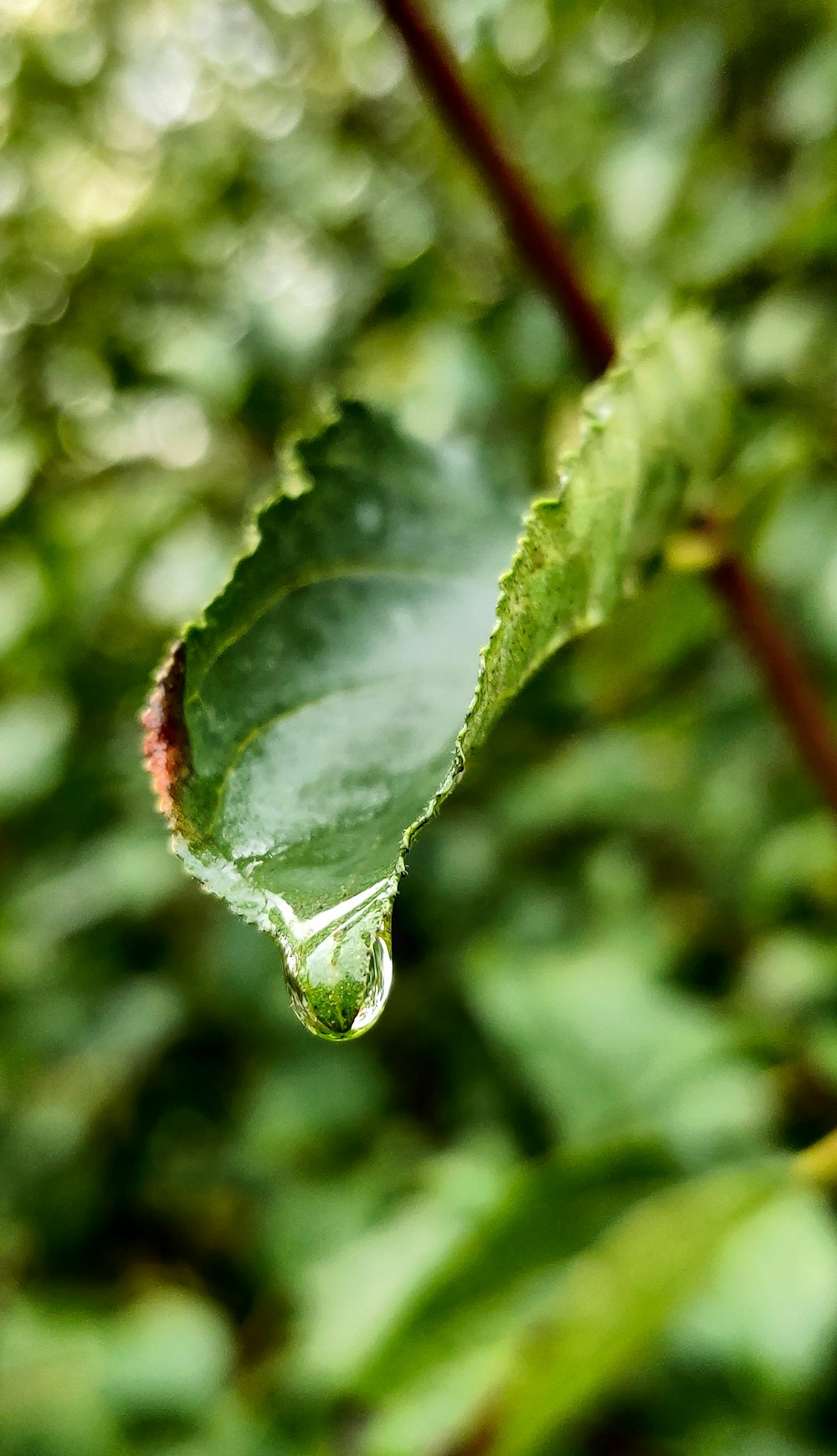 water droplets on green leaf