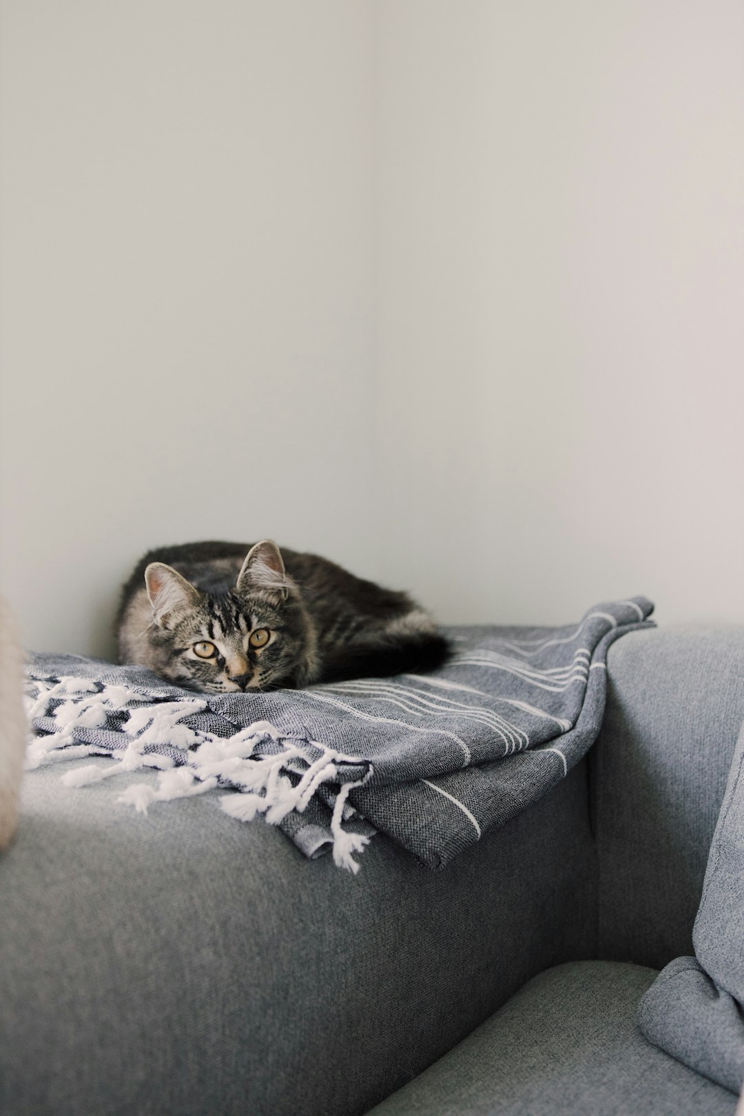 brown tabby cat on gray textile