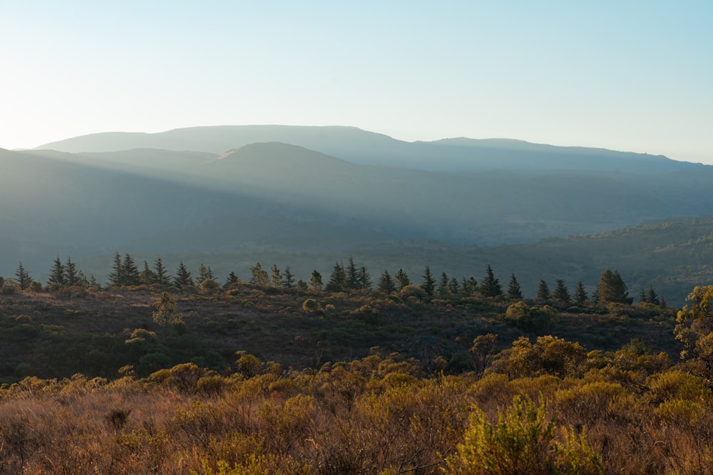 green trees on mountain under blue sky during daytime