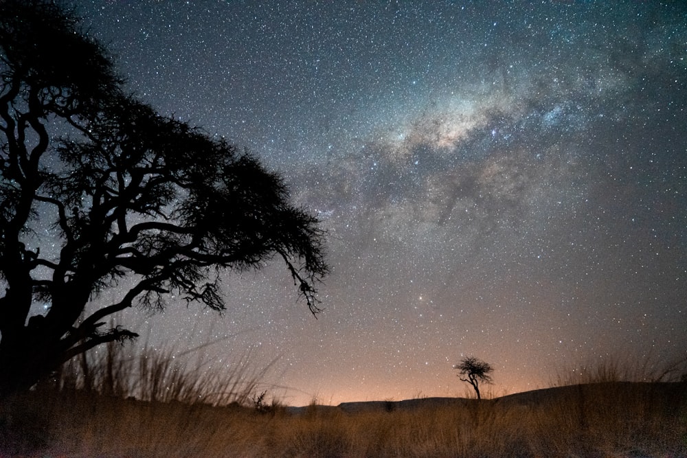 brown grass field under blue sky with stars during night time