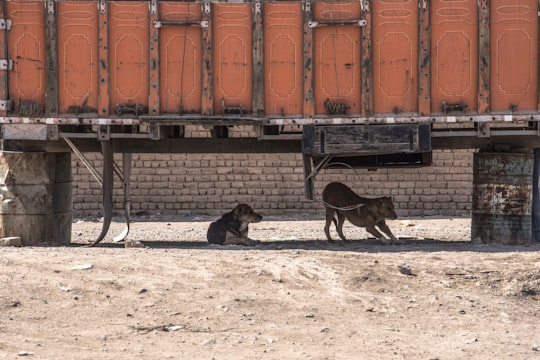 black short coated dog on black metal fence during daytime in Qom Province Iran