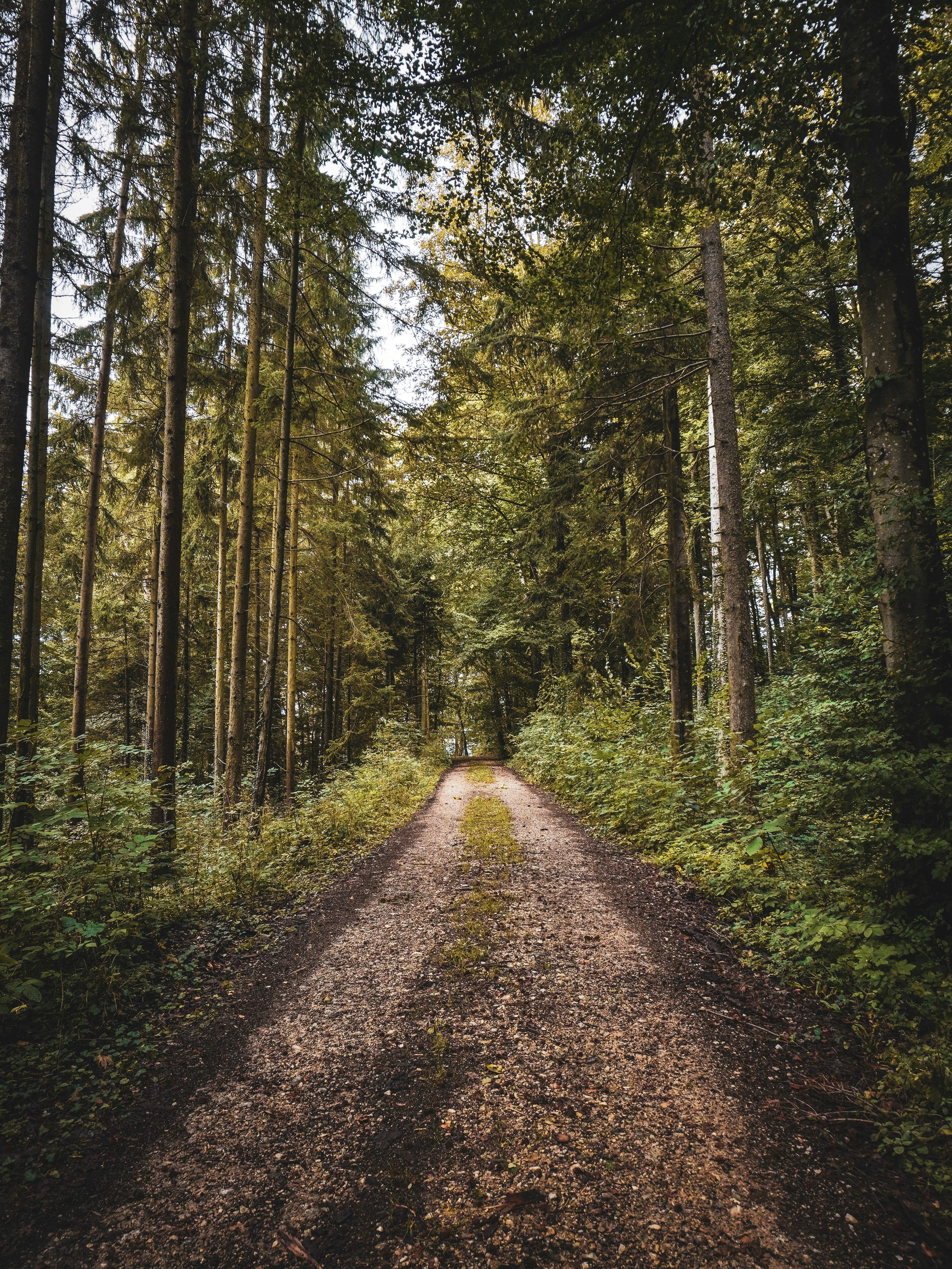 1000+ Forest Road Pictures | Download Free Images on Unsplash