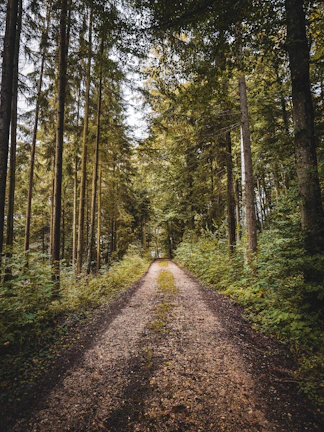 brown dirt road in between green trees during daytime