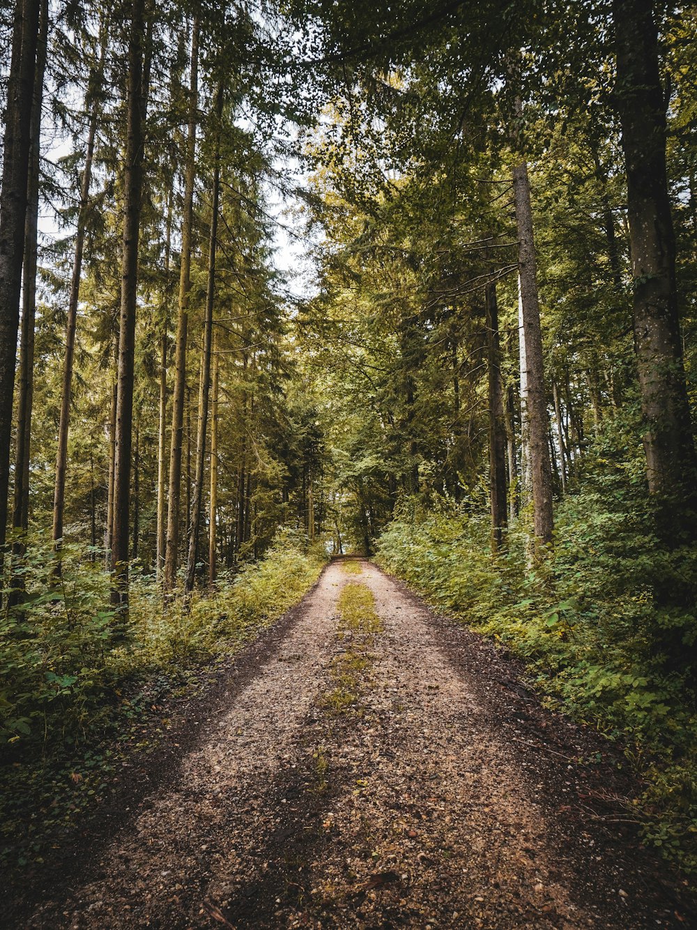 brown dirt road in between green trees during daytime