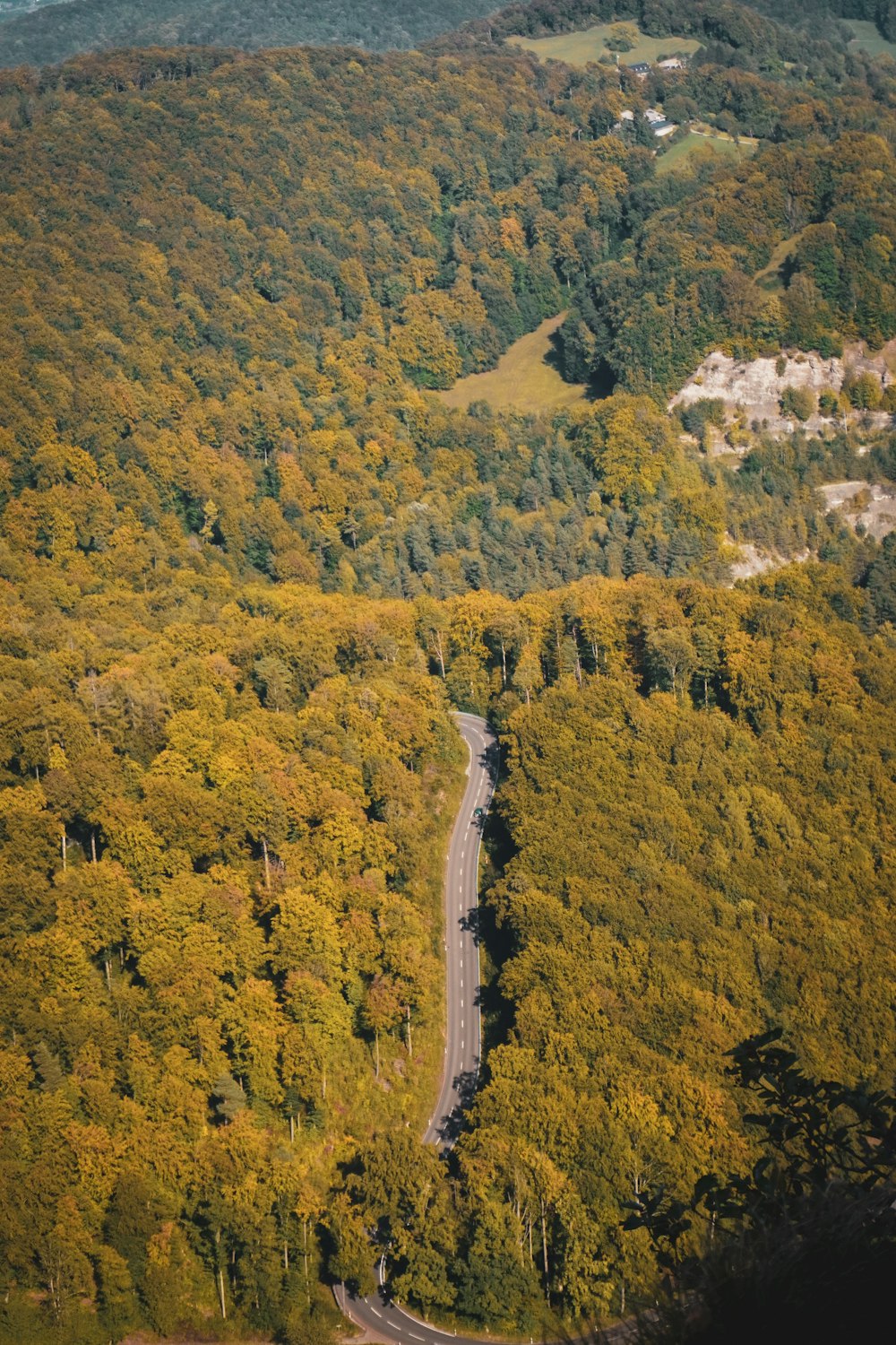 green trees on mountain during daytime