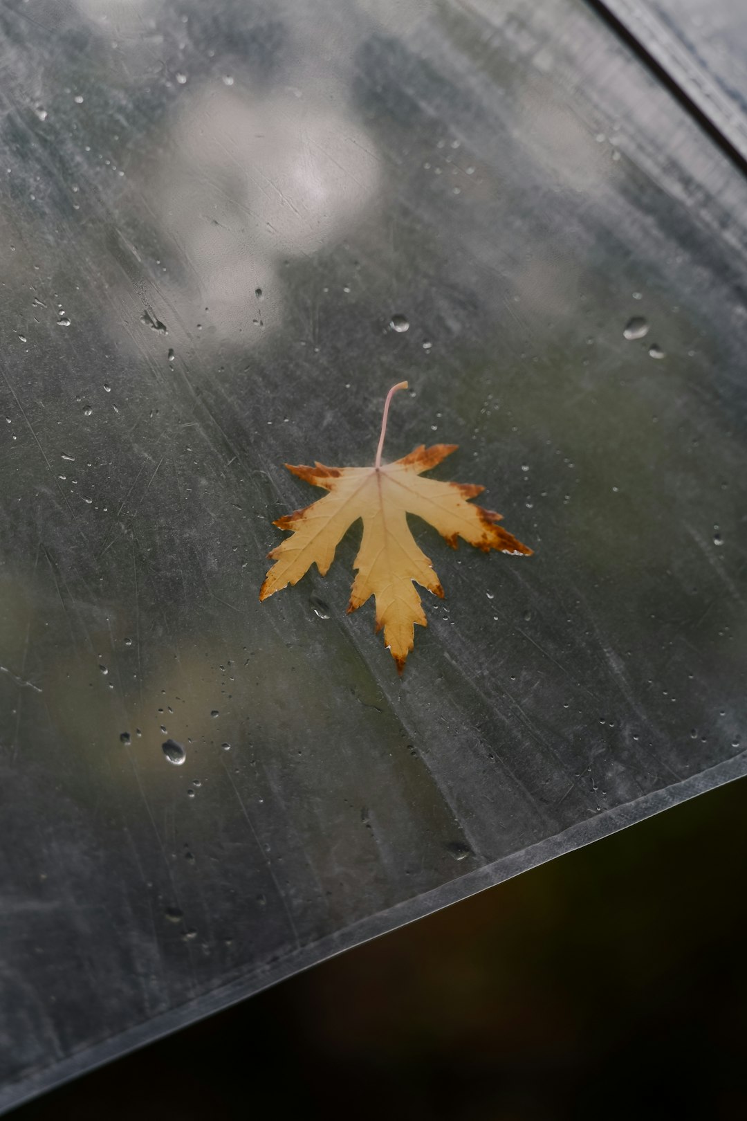 brown maple leaf on black table