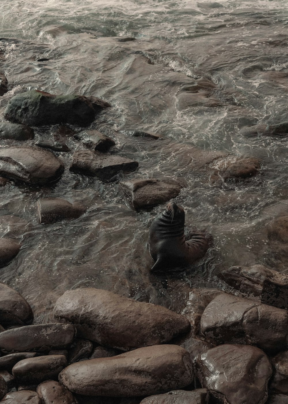 brown and black seal on body of water during daytime