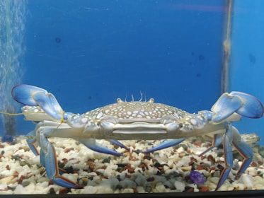 A large crab with vibrant blue claws and a shell covered in white spots is situated on a bed of colorful pebbles. The background is a clear blue, suggesting it is in an aquarium or tank setting.