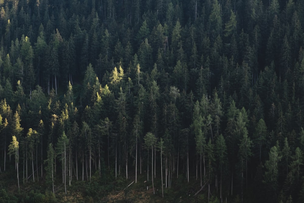 green pine trees during daytime