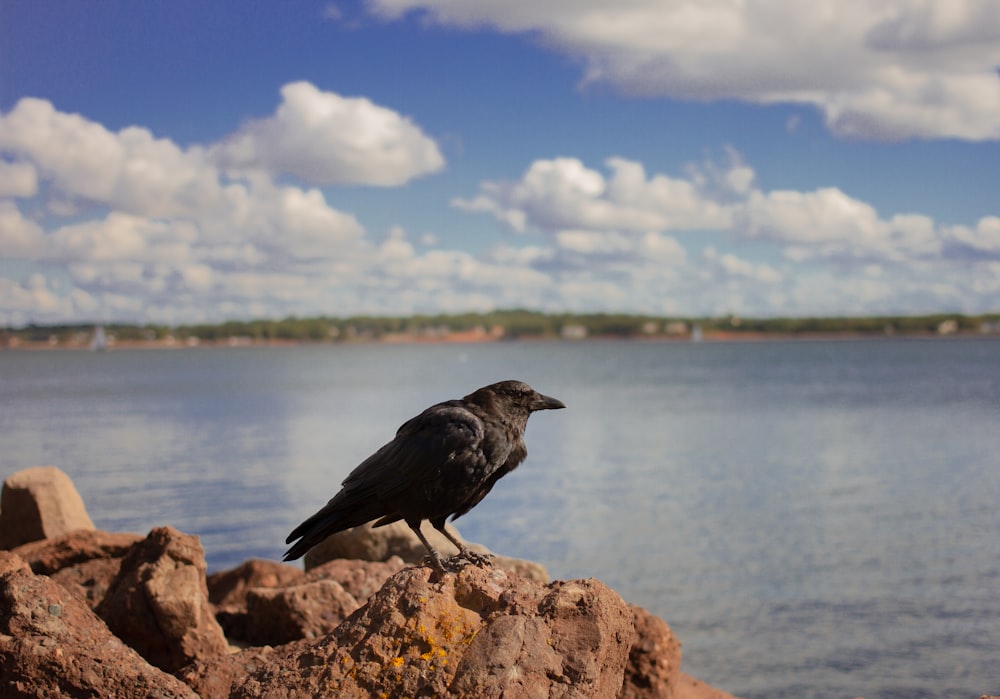 black bird on brown rock near body of water during daytime