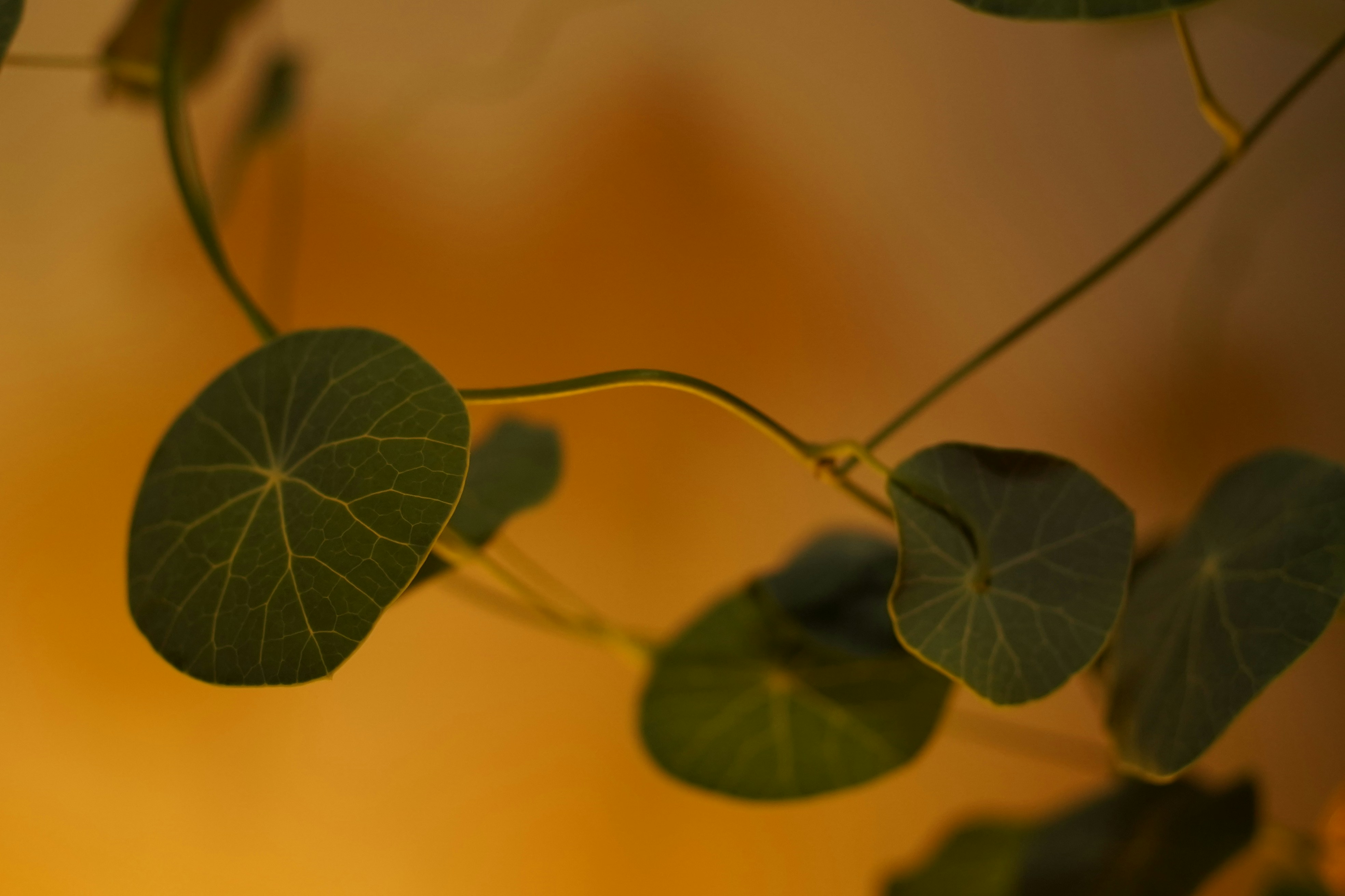 Photo by henrylaiphotography