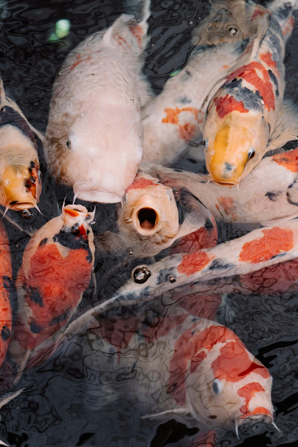 white and orange koi fish