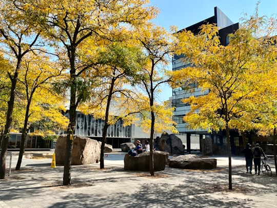 brown tree near brown wooden bench during daytime in Ryerson University Canada