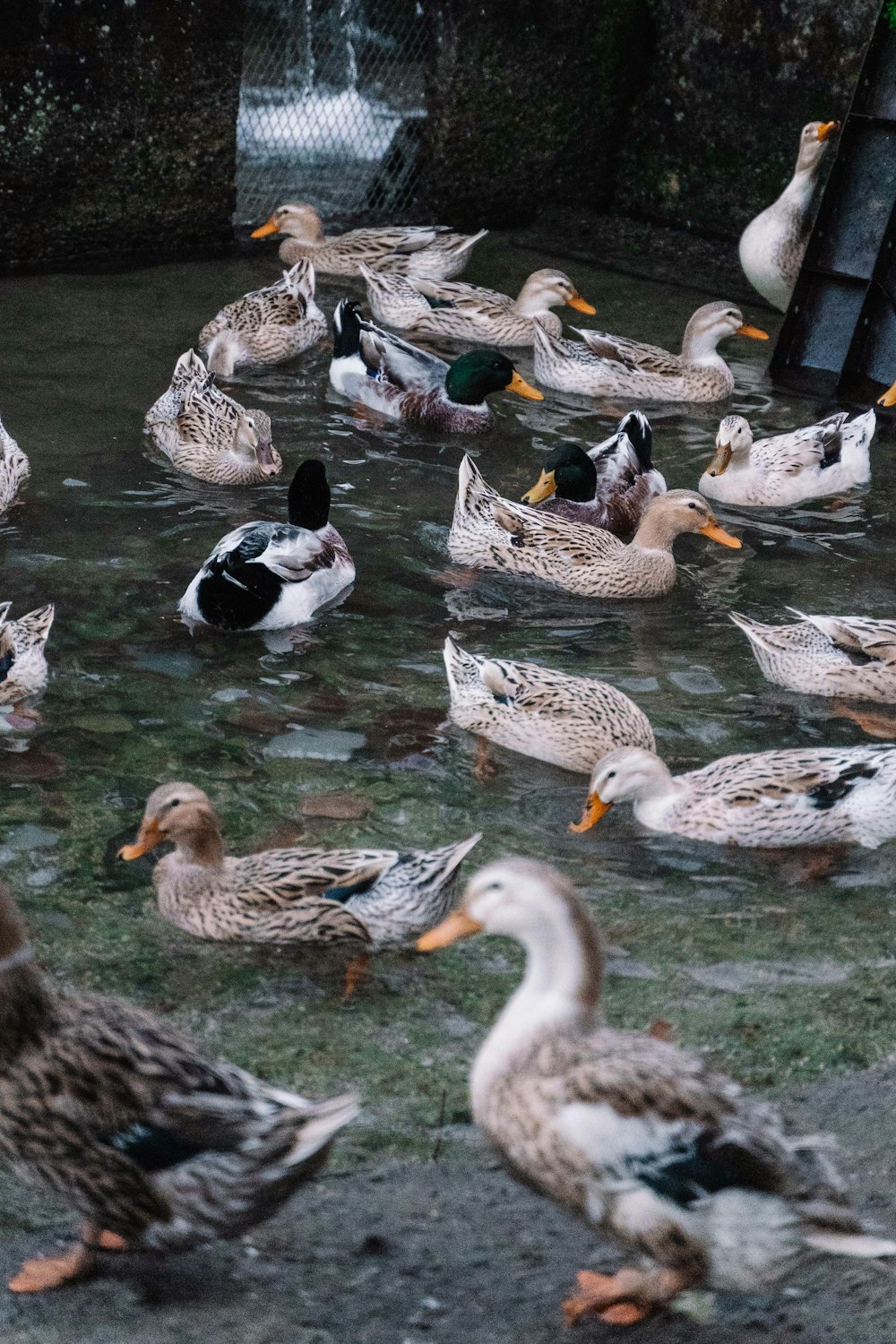 white and black duck on water