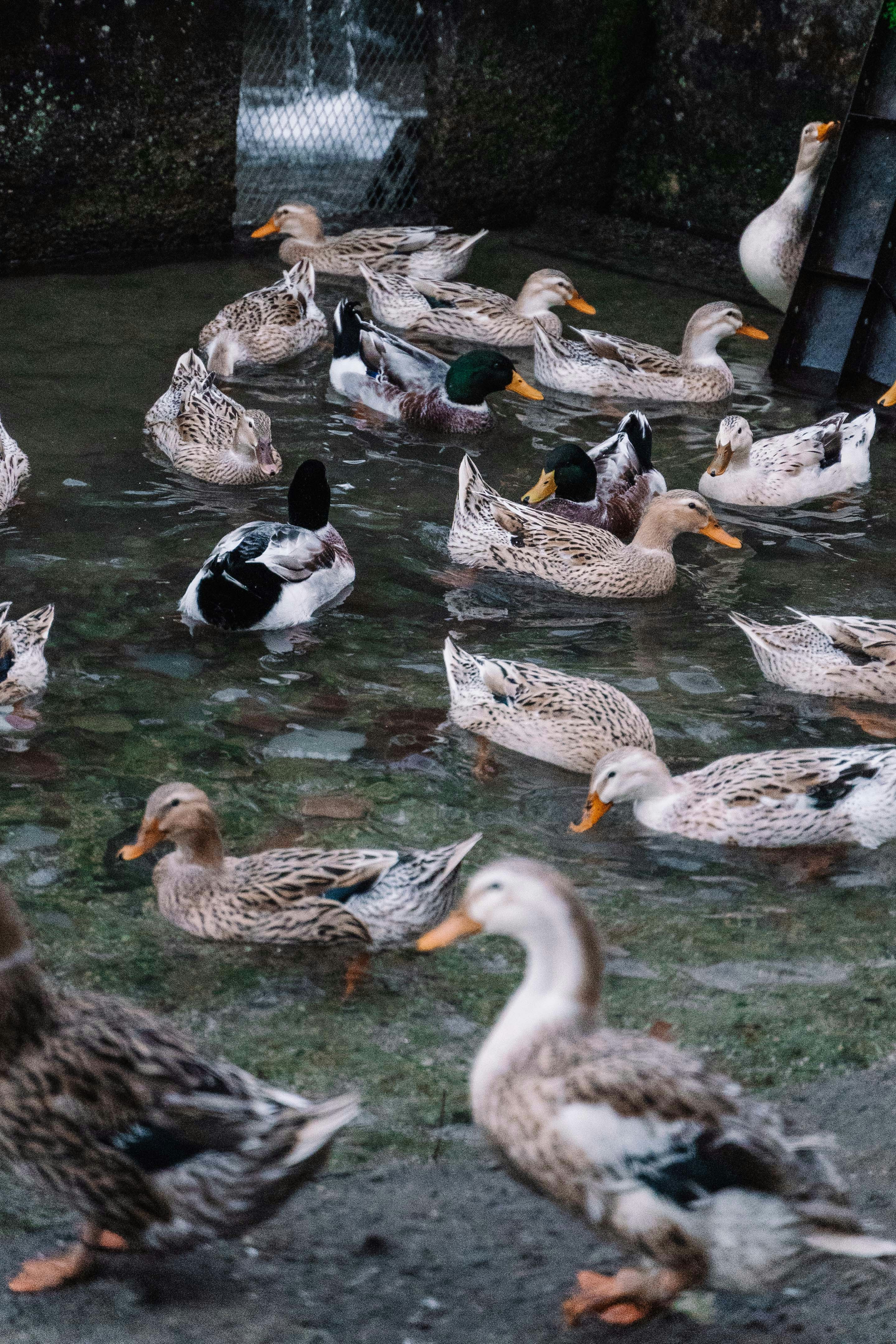 maillot mighty ducks pas cher