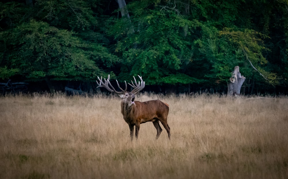 brown deer on brown grass field during daytime