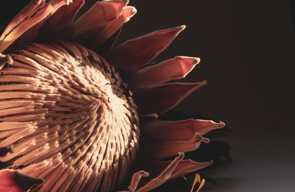 brown and white flower in close up photography