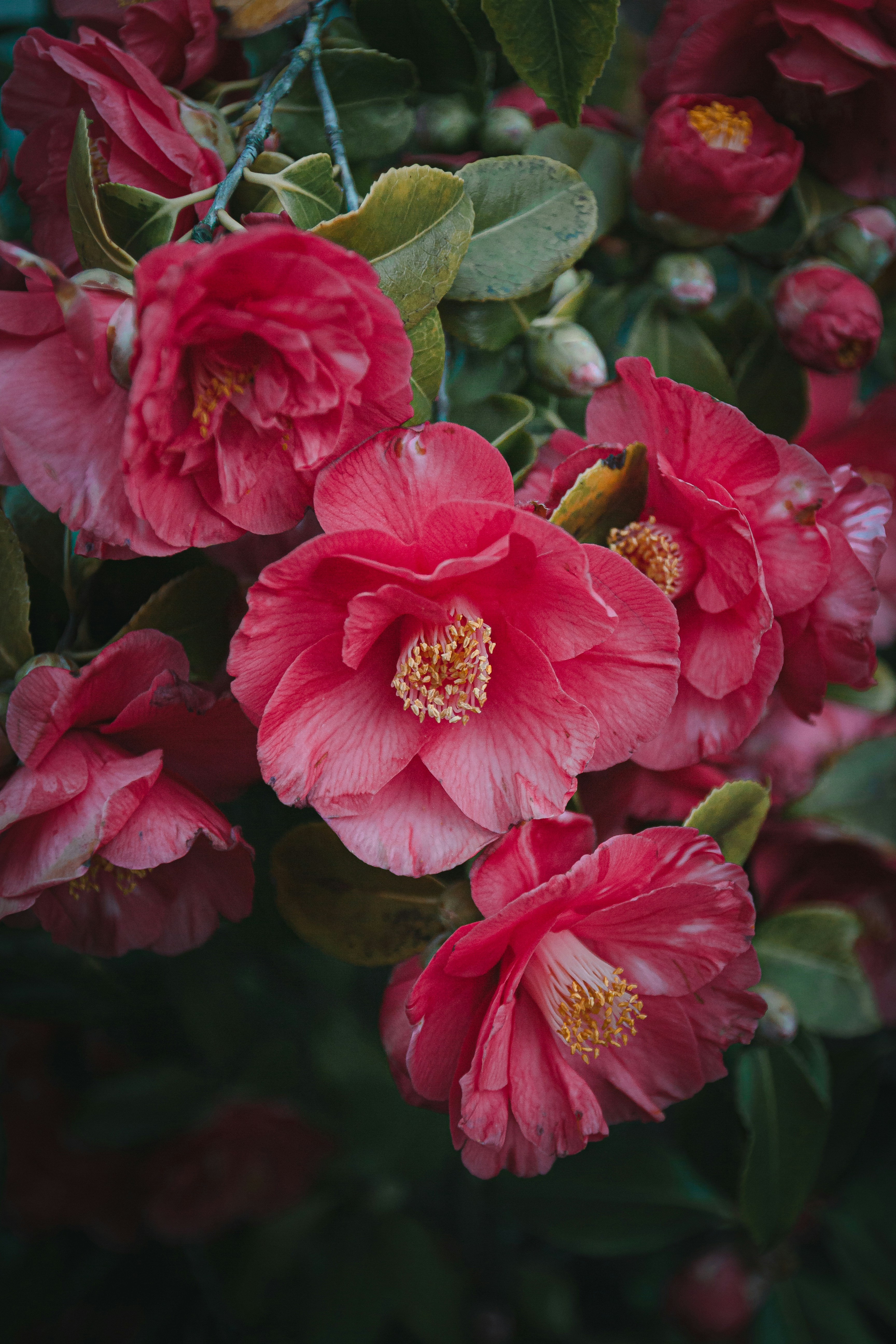 Photo by hendrikkay