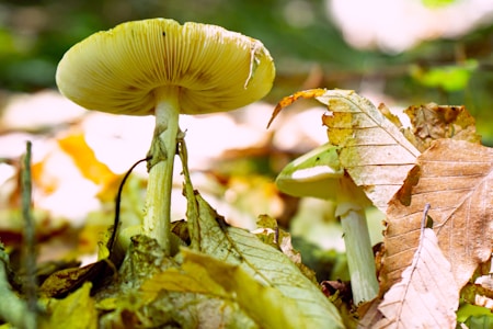 Two mushrooms are growing in a forest setting surrounded by fallen brown leaves. The mushrooms have light beige caps and white stems. The sunlight filters through the trees, creating a dappled pattern on the forest floor.