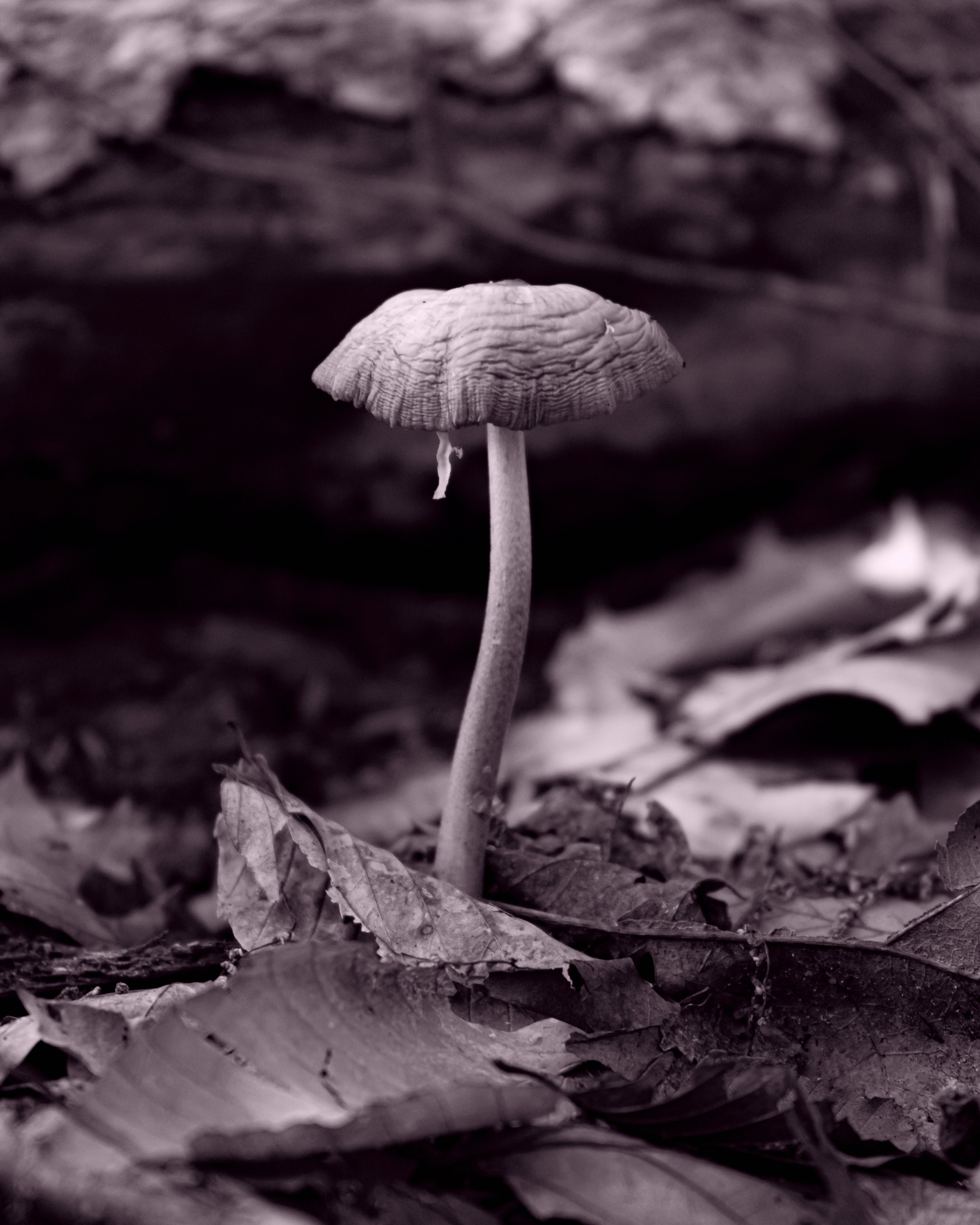 Various wild mushrooms in wicker basket