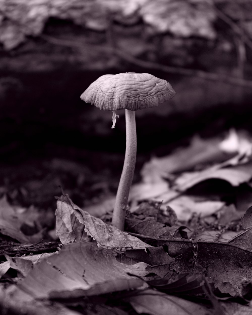white mushroom on brown dried leaves