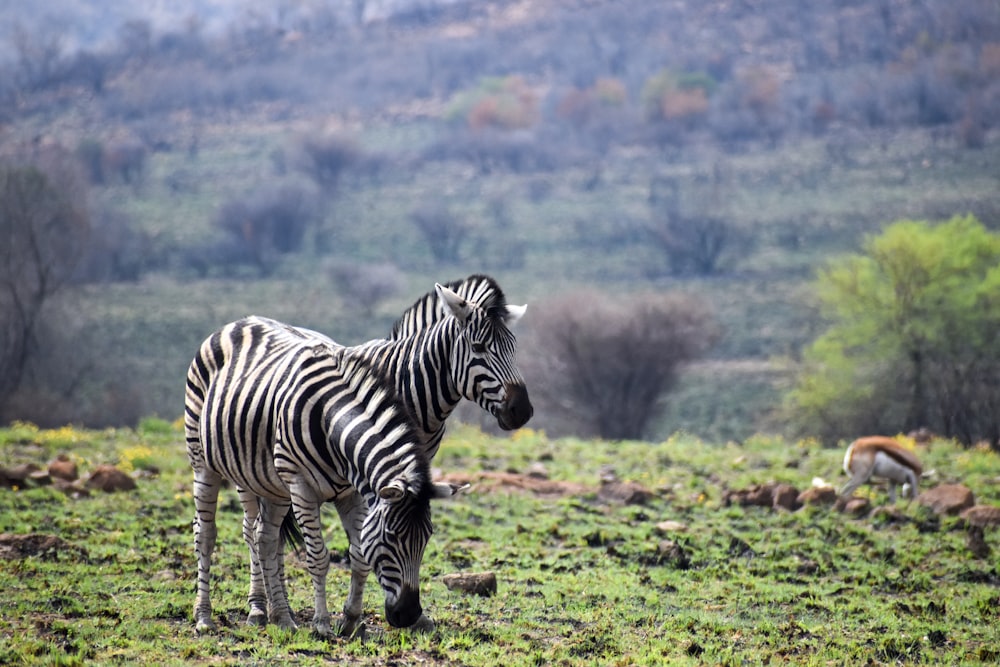 zebra standing on green grass field during daytime