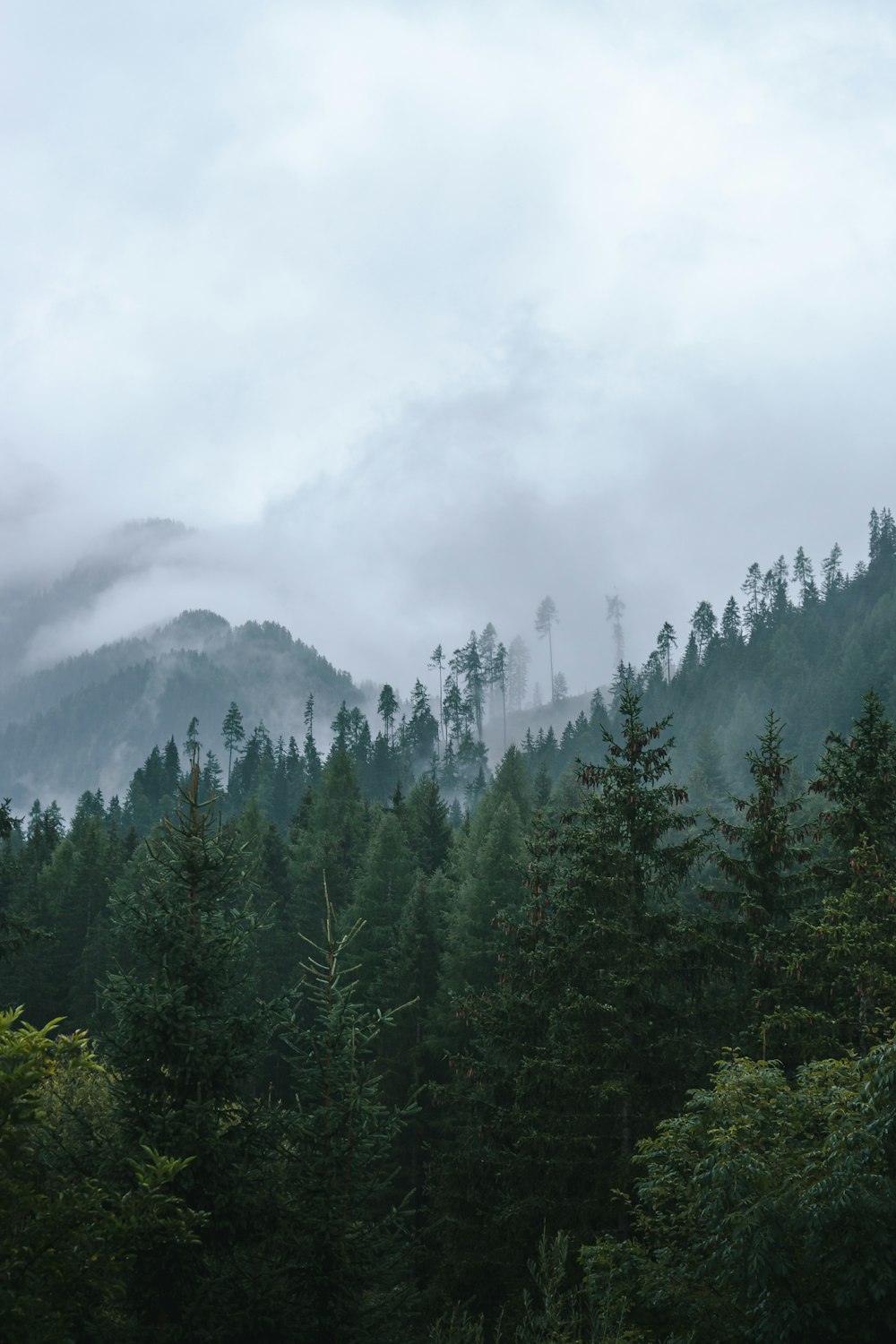 green trees on mountain during daytime