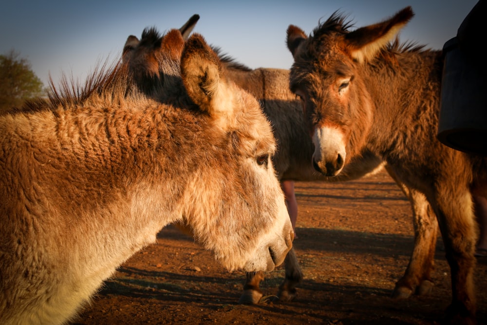 three brown horses on brown field during daytime