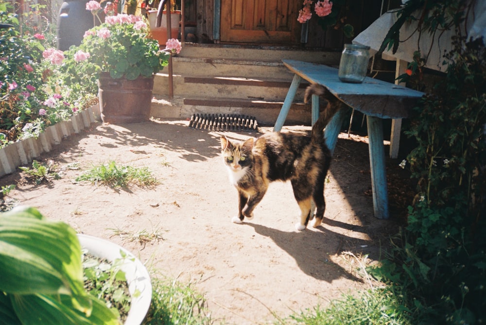 brown and black dog near brown wooden fence