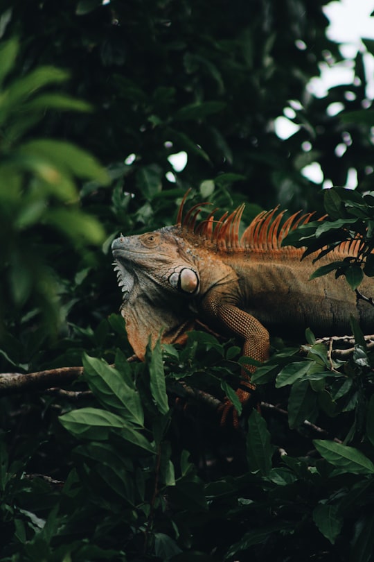 None in Tortuguero Costa Rica